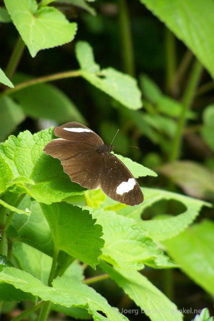 salkantay_047.jpg