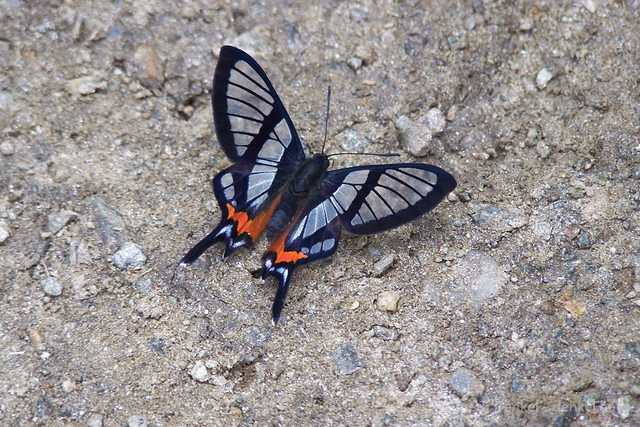 salkantay_052.jpg