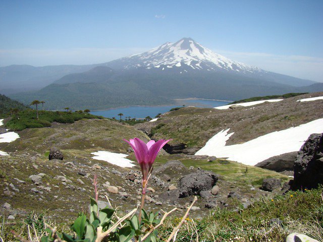 conguilllio 071