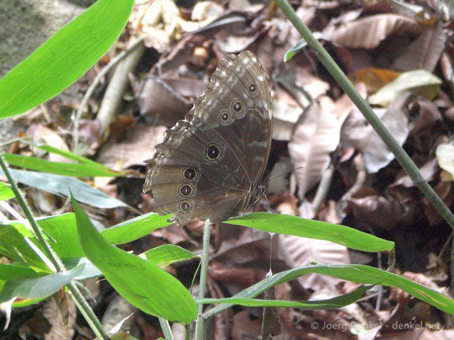 taganga-tayrona-palomino 049