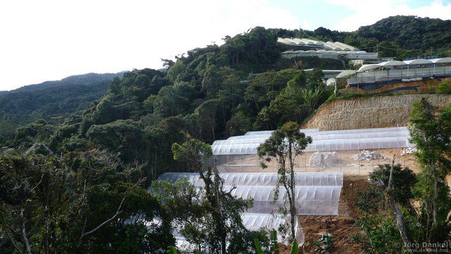 cameronhighlands 041
