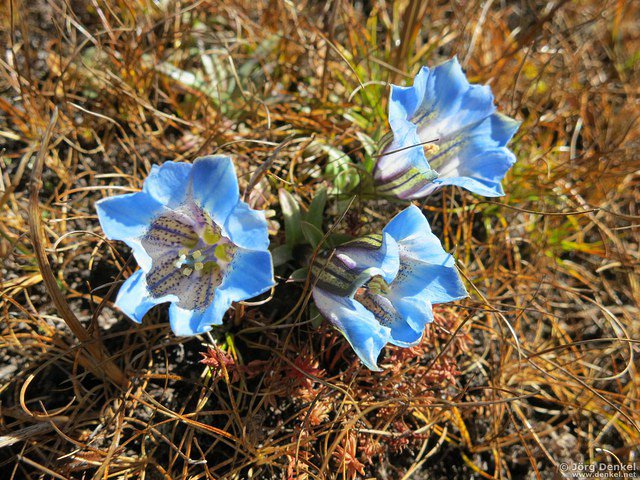 himalaya-langtang 088