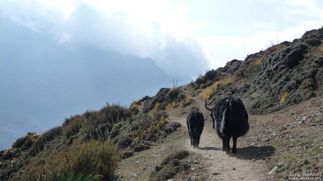 himalaya-langtang 116
