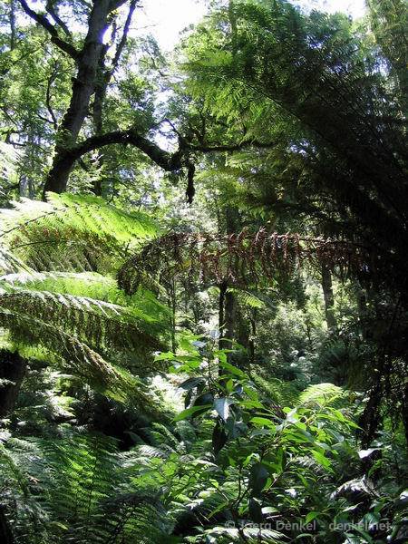 03_greatoceanroad_014